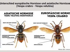 Vespa Velutina nun auch in Bayern